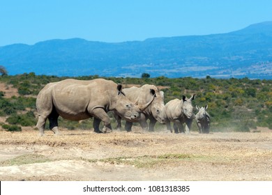 African White Rhino, National Park Of Kenya