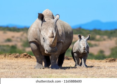 African White Rhino, National Park Of Kenya