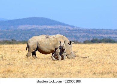 African White Rhino, National Park Of Kenya