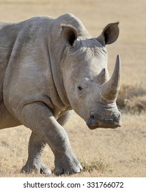 African White Rhino, National Park Of Kenya