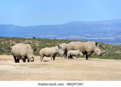 African White Rhino, National Park Of Kenya