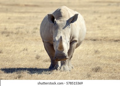 African White Rhino, National Park Of Kenya