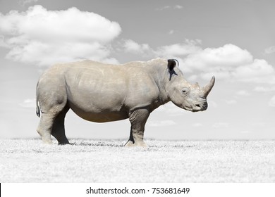 Rhinoceros Watercolor Print Rhino Safari Travel Wildlife Hunter Animal Decor Art
