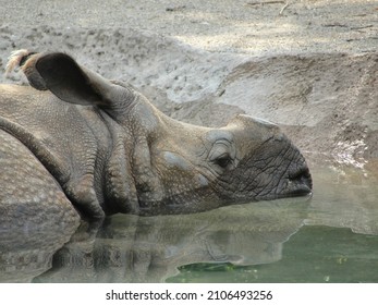 African White Squarelipped Rhinoceros Swimming Stock Photo 2106493256 ...