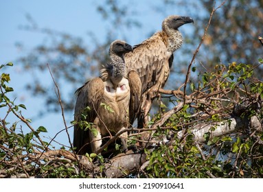 African white-backed vultures (Gyps africanus), in a tree in the African savannah of South Africa, these African carnivorous and scavenging birds live wildly and watch out for predator victims.