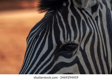  African wild animals. Close-up zebra in blur background. - Powered by Shutterstock