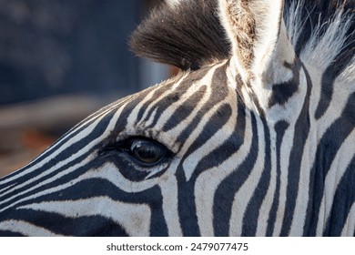  African wild animals. Close-up zebra in blur background. - Powered by Shutterstock
