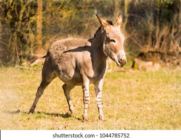 African Wild Ass Standing In A Field