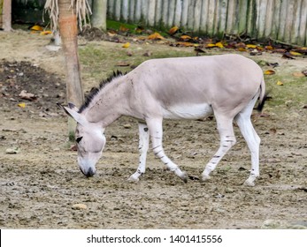 African Wild Ass, Striped Donkey 