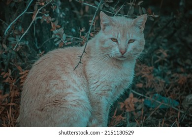 African Wild Cat From Atlas Moroccan Mountain