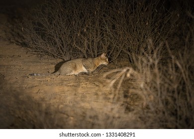 An African Wild Cat Caught In The Spotlight On A Night Drive, Stalking Prey For Dinner