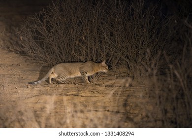 An African Wild Cat Caught In The Spotlight On A Night Drive, Stalking Prey For Dinner