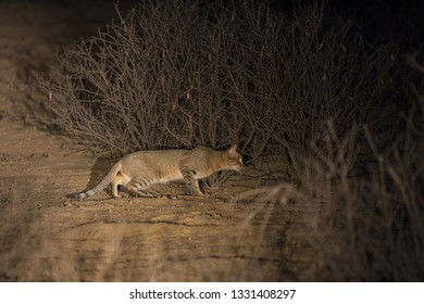 An African Wild Cat Caught In The Spotlight On A Night Drive, Stalking Prey For Dinner