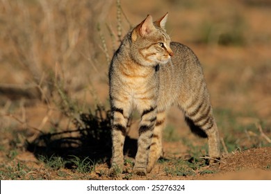 An African Wild Cat (Felis Silvestris Lybica), South Africa