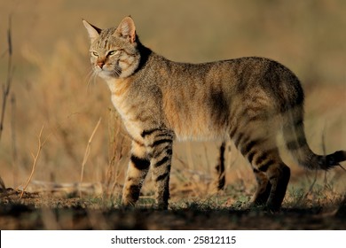 An African Wild Cat (Felis Silvestris Lybica), South Africa