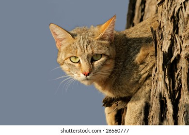 An African Wild Cat (Felis Silvestris Lybica) Lying In A Tree