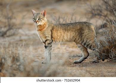 An African wild cat (Felis silvestris lybica), Kalahari desert, South Africa