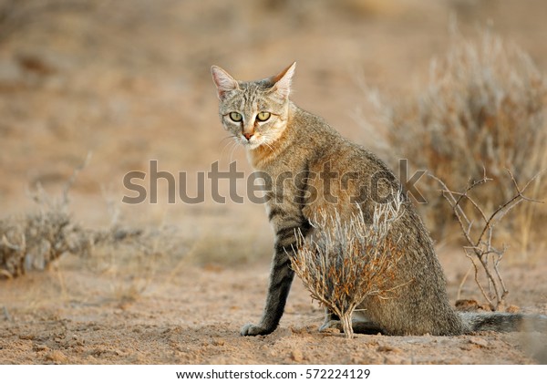 Un Chat Sauvage Africain Felis Silvestris Photo De Stock Modifier Maintenant