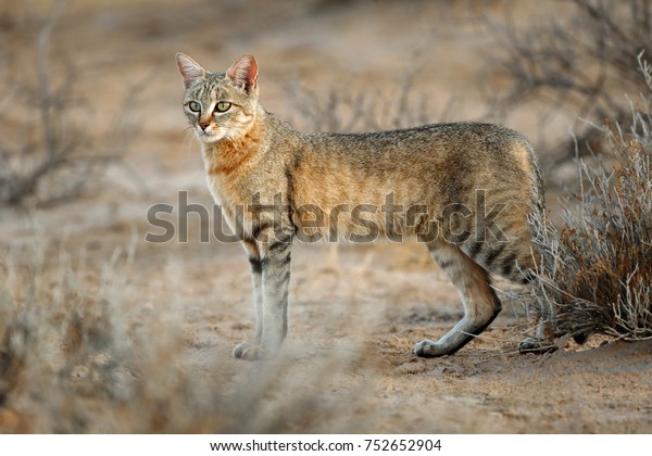 「アフリカの野生猫（フェリス・シルベストリス・リビカ）、カラハリ砂漠、南アフリカ」の写真素材（今すぐ編集） 752652904 