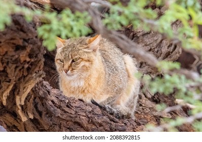 African Wild Cat In The Kgalagadi