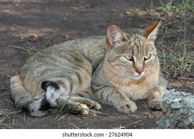 African Wild Cat Many Domestic Cats Stock Photo 27624904 | Shutterstock