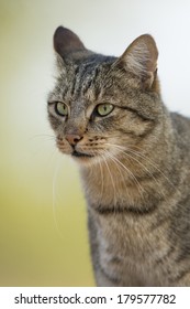 African Wild Cat Portrait Shot