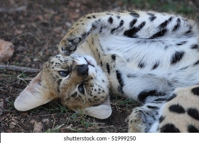 African Wild Cat - The Serval