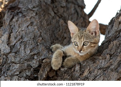 African Wild Cat In Tree