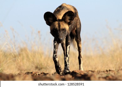 African Wild Dog