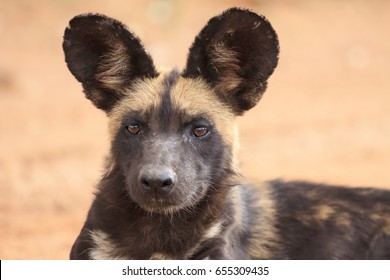 African Wild Dog