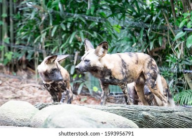 African Wild Dog in the Bush and Game Reserves. African painted wild dog (Lycaon pictus) against green background. - Shutterstock ID 1593956791