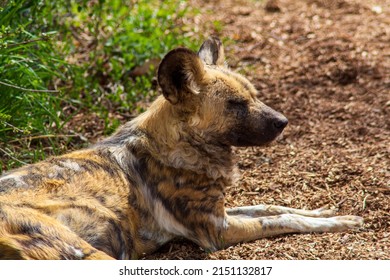 African Wild Dog At The Denver Zoo 