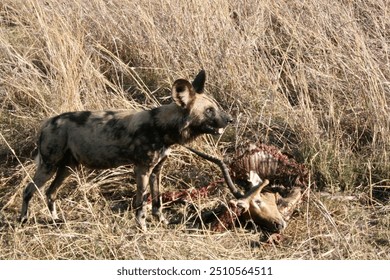 African wild dog eating carcass of Impala on savanna in Africa during the day - Powered by Shutterstock