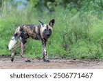 African Wild Dog in the Hluhluwe Imfolozi Game Reserve in South Africa