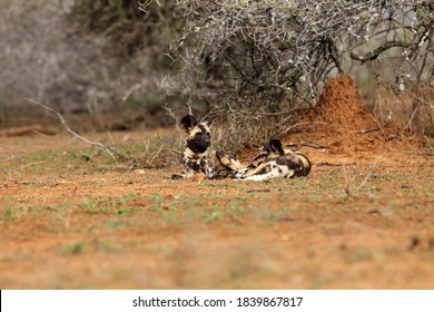 リカオンぞく High Res Stock Images Shutterstock