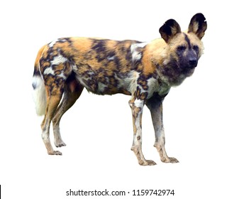 African Wild Dog Isolated On White Background. No People. Copy Space