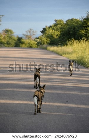 African Wild Dog in Kruger National Park | South Africa
