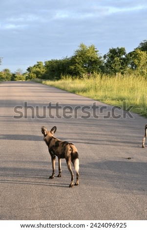 African Wild Dog in Kruger National Park | South Africa
