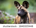 The African wild dog (Lycaon pictus), also called the painted dog, or Cape hunting dog