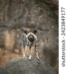 African wild dog (Lycaon pictus) full body portrait on rocky terrain