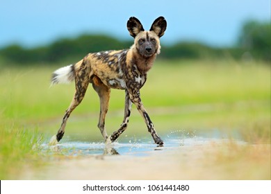 African wild dog, Lycaon pictus, walking in the water on the road. Hunting painted dog with big ears, beautiful wild animal. Wildlife from Moremi, Botswana, Africa.