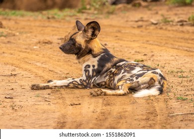 African Wild Dog ( Lycaon Pictus) Resting, Madikwe Game Reserve, South Africa.