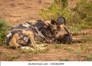 African Wild Dog ( Lycaon Pictus) Resting, Madikwe Game Reserve, South Africa.