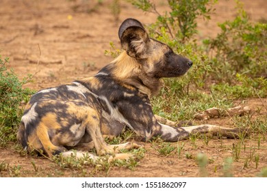 African Wild Dog ( Lycaon Pictus) Resting, Madikwe Game Reserve, South Africa.