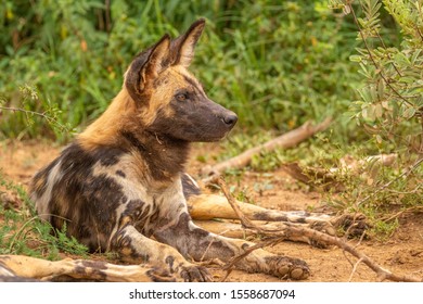 African Wild Dog ( Lycaon Pictus) Watchful, Madikwe Game Reserve, South Africa.