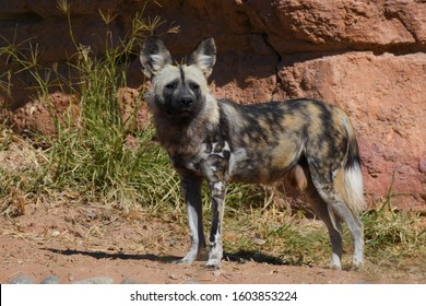 An African Wild Dog (Lycaon Pictus) A Canid Native To Sub-Saharan Africa, Standing On The Hot Desert Sand By Rocks And Short Grass