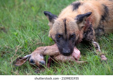 can an african wild dog be tamed