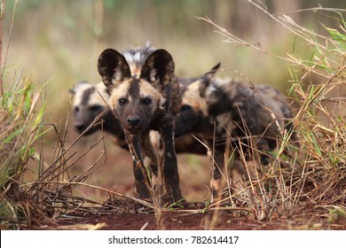 The African Wild Dog (Lycaon Pictus), Also Known As African Hunting Or  African Painted Dog, Painted Hunting Or Painted Wolf,young Dog Separated From The Pack.Puppy Of An African Dog In High Grass.