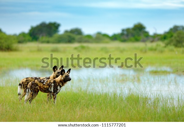 アフリカの野犬 リカオン ピクタス 水の中を歩く 狩りをする犬に大きな耳を持ち 美しい野生動物が生息している 野生生物の自然 モレミ オカバナゴデルタ ボツワナ アフリカ の写真素材 今すぐ編集