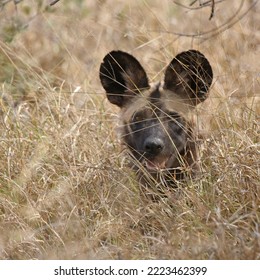 African Wild Dog lying in the tall grass - Powered by Shutterstock